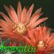 Parodia lauii thorn 431