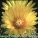 Parodia malyana flower 130