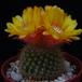 Parodia malyana PP20107