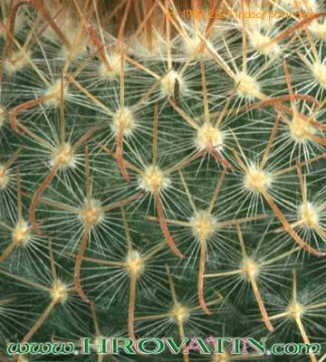 Parodia malyana thorn 131