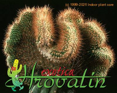 Parodia mutabilis cristata 516
