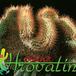 Parodia mutabilis cristata 516