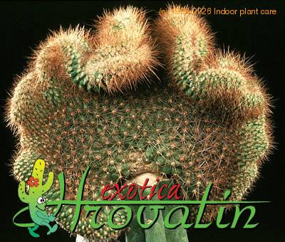 Parodia mutabilis cristata 517