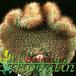 Parodia mutabilis cristata 517