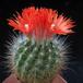 Parodia penicilata 1
