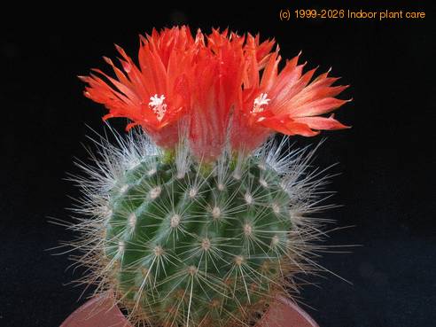 Parodia penicilata 1