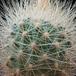 Parodia penicilata 2