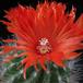 Parodia penicilata 3