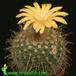 Parodia riojensis 566