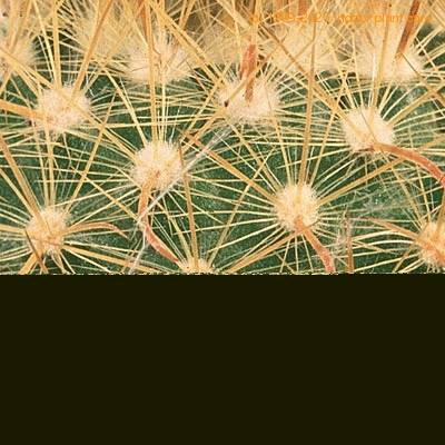 Parodia riojensis thorn 568