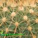 Parodia riojensis thorn 568