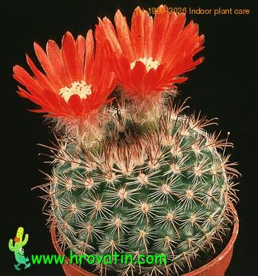 Parodia sanguiniflora 578