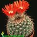 Parodia sanguiniflora 578