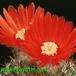 Parodia sanguiniflora flower 579