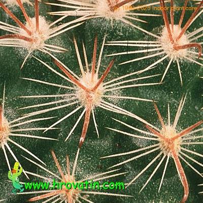 Parodia sanguiniflora thorn 580