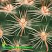 Parodia sanguiniflora thorn 580