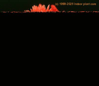 Parodia schwebsiana 445