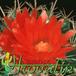 Parodia schwebsiana flower 446