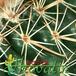 Parodia schwebsiana thorn 447