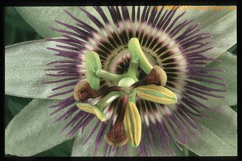 Passiflora caerulea flower