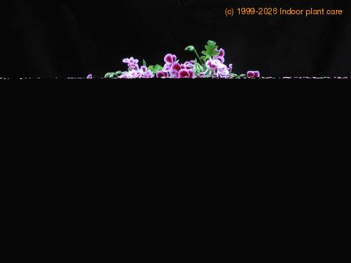 Pelargonium grandiflorum mini 2