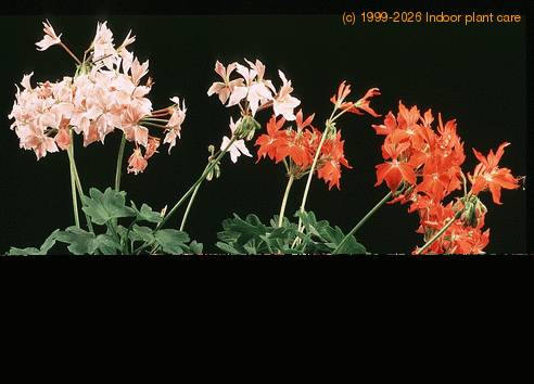 Pelargonium peltatum sp SIb