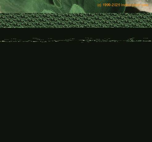 Pelargonium peltatum sp SIl