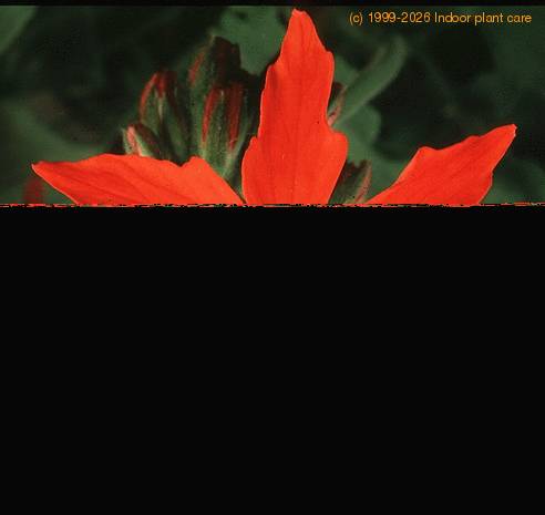 Pelargonium peltatum1 sp SIf