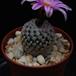 Pelecyphora  valdeziana 3