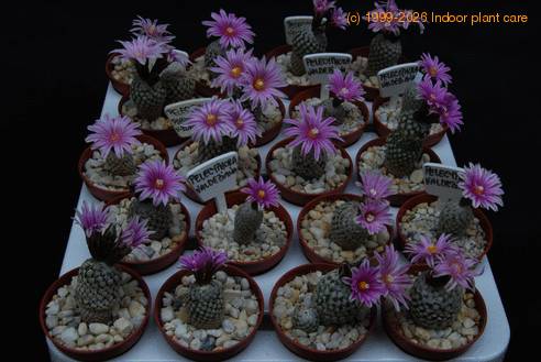 Pelecyphora  valdeziana 4