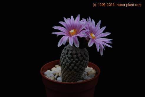 Pelecyphora  valdeziana 5