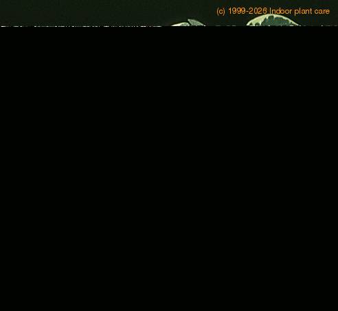 Peperomia -Usa- 1865