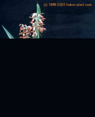 Phaius tankervilleae 1776