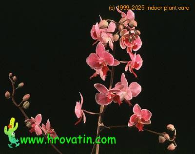 Phalaenopsis hybrid 1828