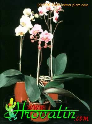 Phalaenopsis sp  1770