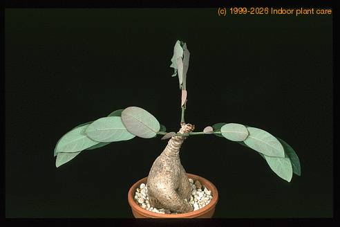 Phyllanthus mirabilis 16059