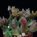 Piaranthus cornutus SIb