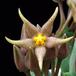 Piaranthus cornutus SIf