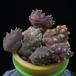 Piaranthus MOP