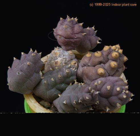 Piaranthus MOP