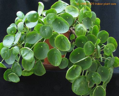 Pilea