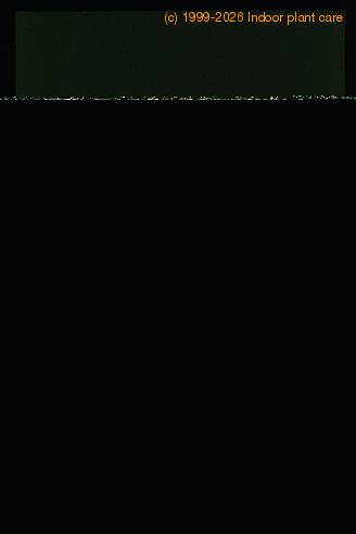 Pilea peperomioides 1676 list