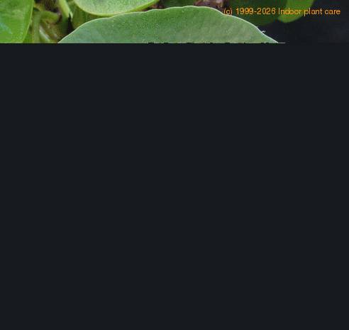 Pilea peperomioides SIl