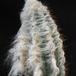 Pilosocereus palmeri 1