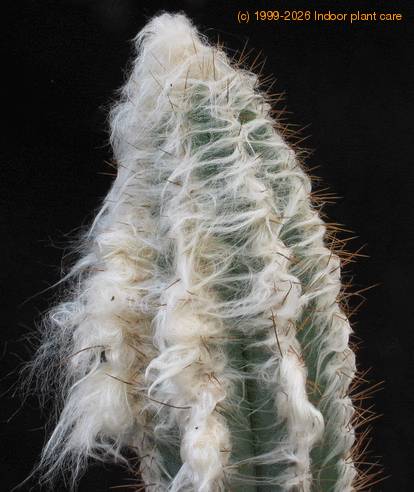 Pilosocereus palmeri 1