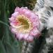 Pilosocereus palmeri 3