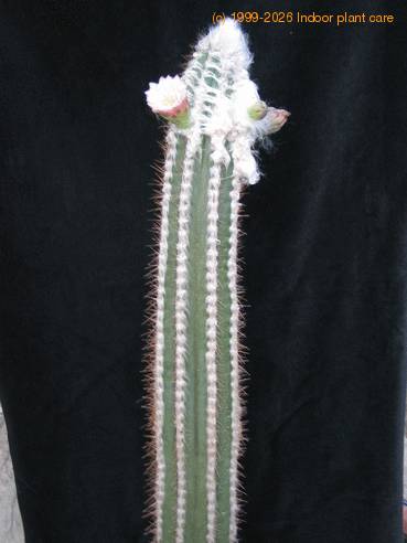 Pilosocereus palmeri