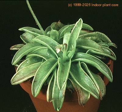 Pinguicula 1693