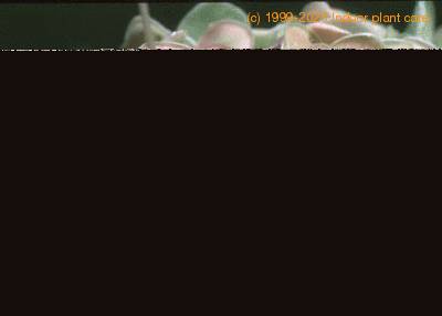 Pinguicula hybrid 1707