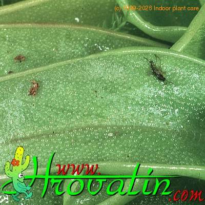 Pinguicula primuliflora flower 1694